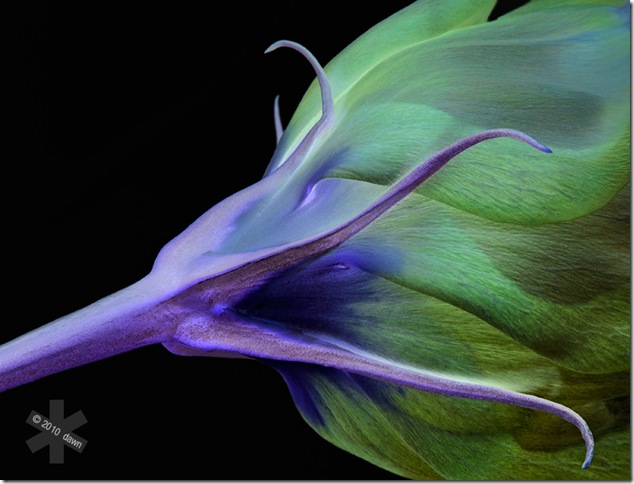 Close-up of mauve lisianthus flower