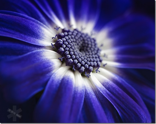 Close-up of Cineraria Flower