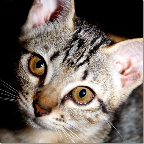 OLYMPUS DIGITAL CAMERA OLYMPUS DIGITAL CAMERA