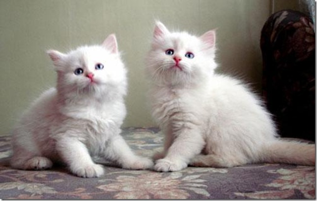 0_2abd_a2e15cc9_L.jpg 0_2abd_a2e15cc9_L.jpg