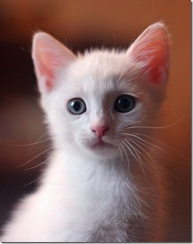 20100531164914 20100531164914