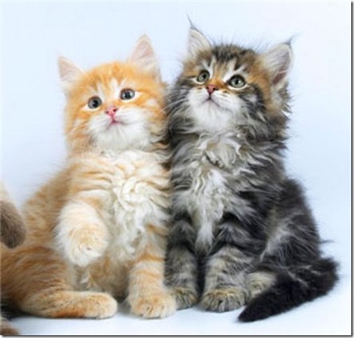 24800ec64a6a 24800ec64a6a