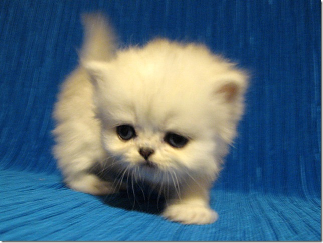 Изображение 739