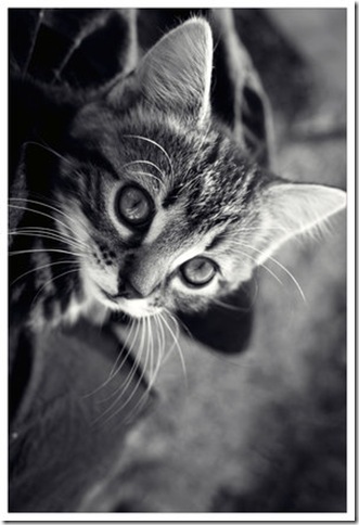 mae__by_sayra-web mae__by_sayra-web