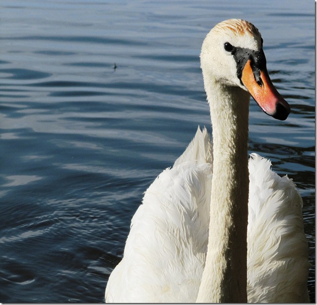 Лебедь-шипун крупным планом