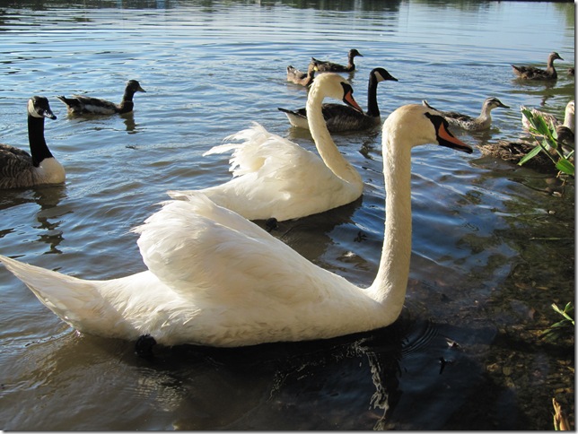 Лебедь расправляет крылья