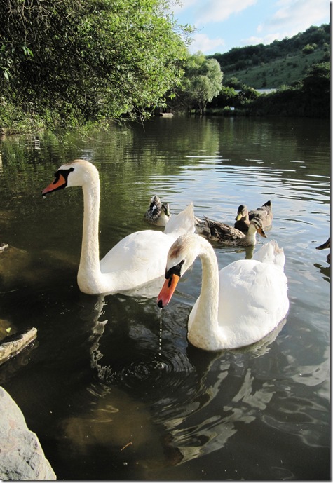 Лебедь взлетает с воды
