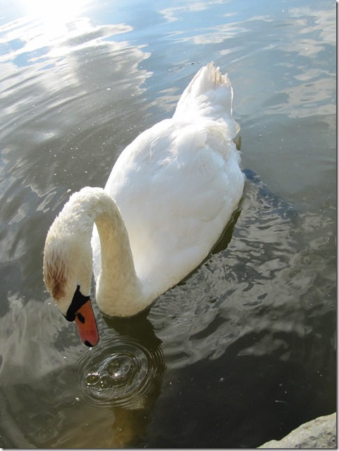 Лебедь приземляется на воду