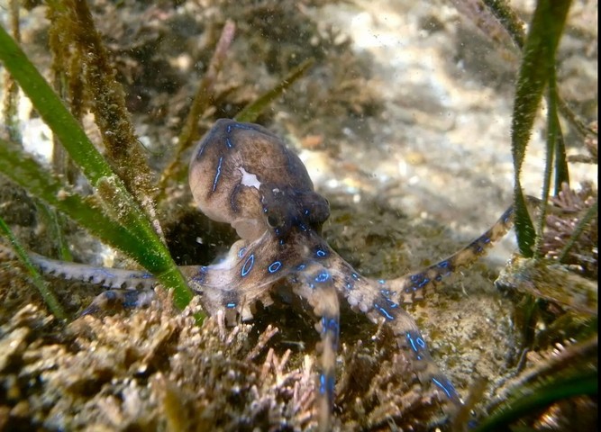 осьминог осьминог