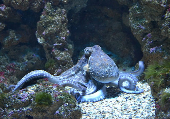 голубая кровь