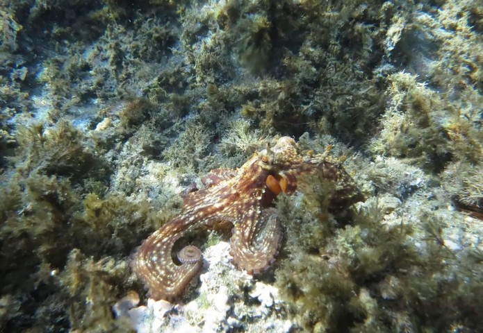 подводный мир подводный мир