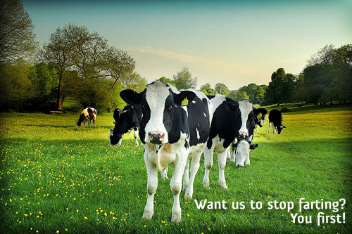 Корова — источник метана