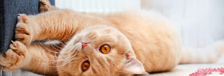 дерет диван