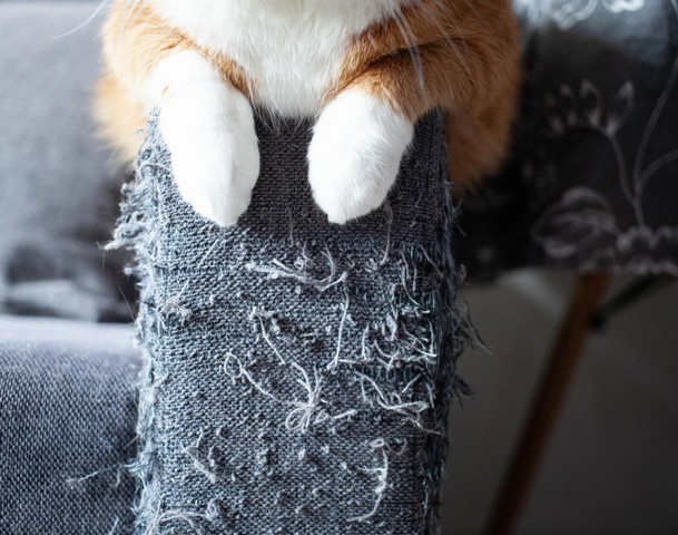 кошачьи лапы