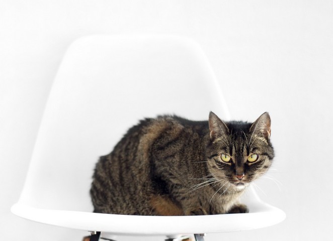 кот на стуле