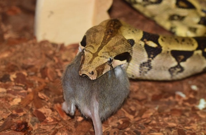 боа ест мышь