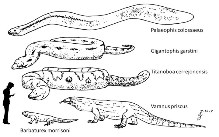 большая змея