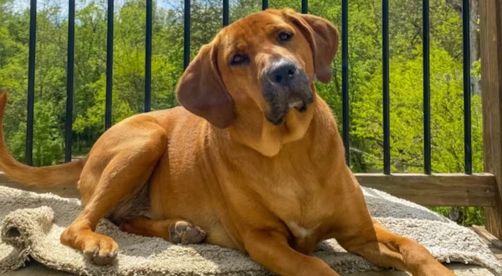 собака наклоняет голову