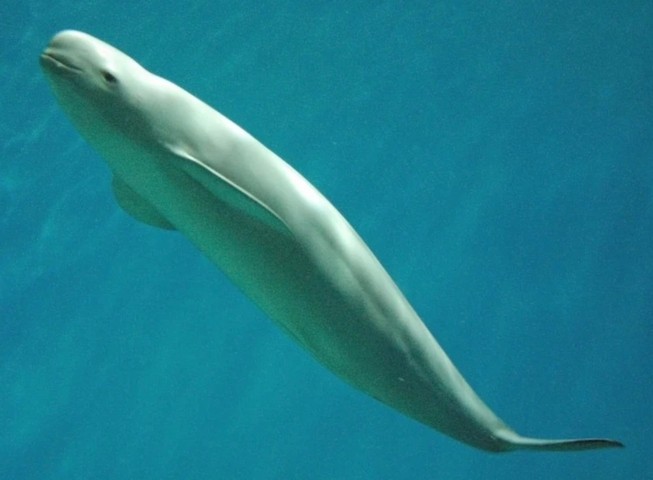 бескрылая свинья