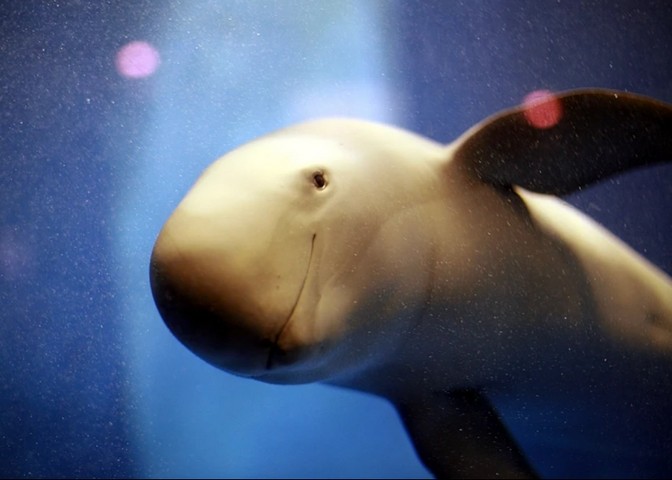 свинья янцзы