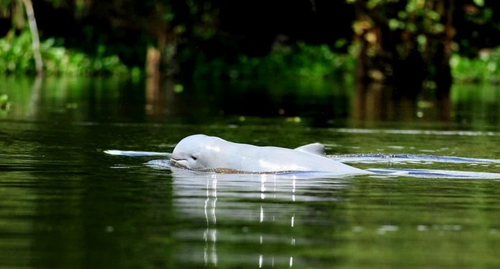 плывет по реке