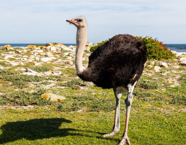 страус