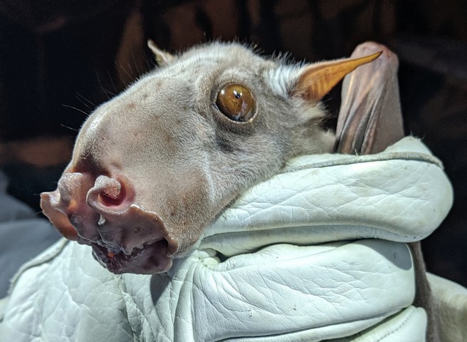 странная летучая мышь