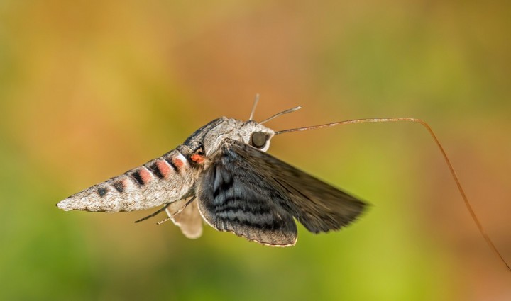 мотылек колибри