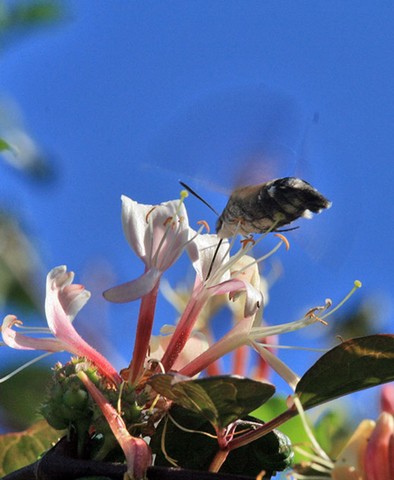 бражник и опыление