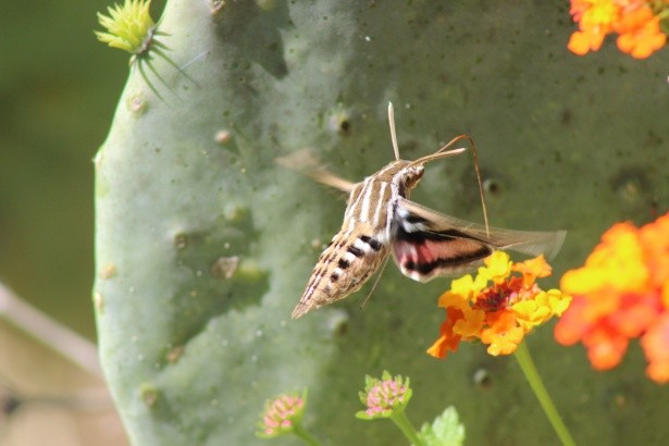 мотылек имитатор