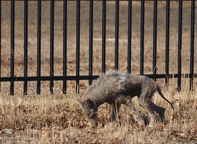 больная собака