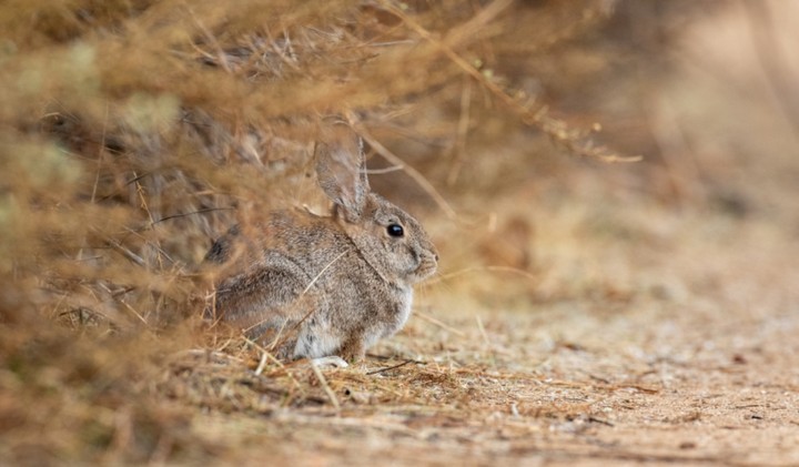 зайцы и кролики