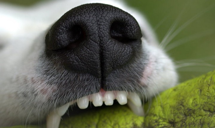 зубы собаки зубы собаки