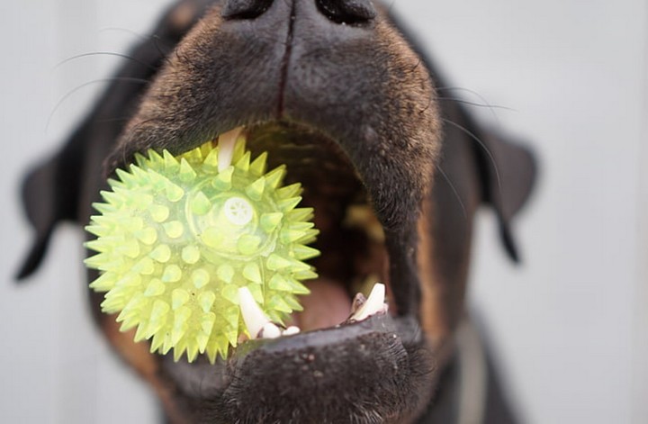 собака и мячик собака и мячик