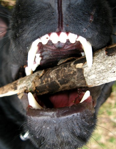 зубы и палка