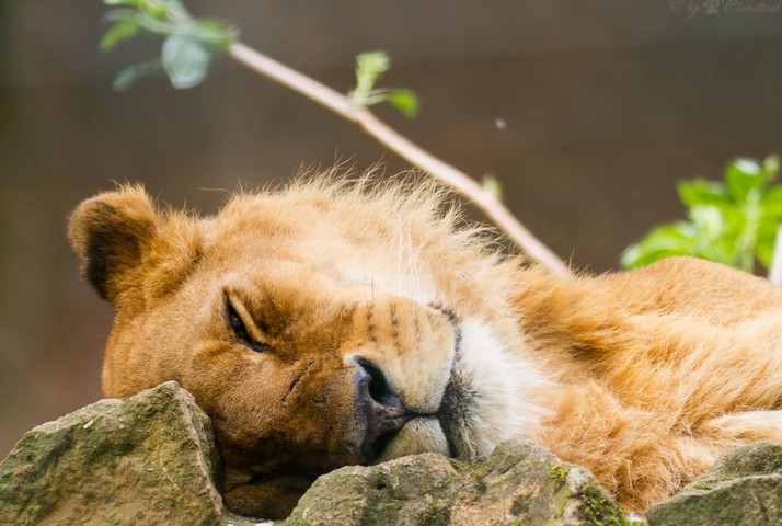 лев спит лев спит