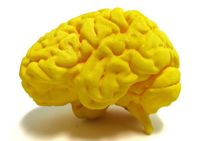 мифы о мозге