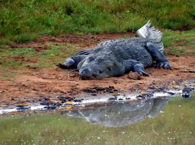 крокодил крокодил