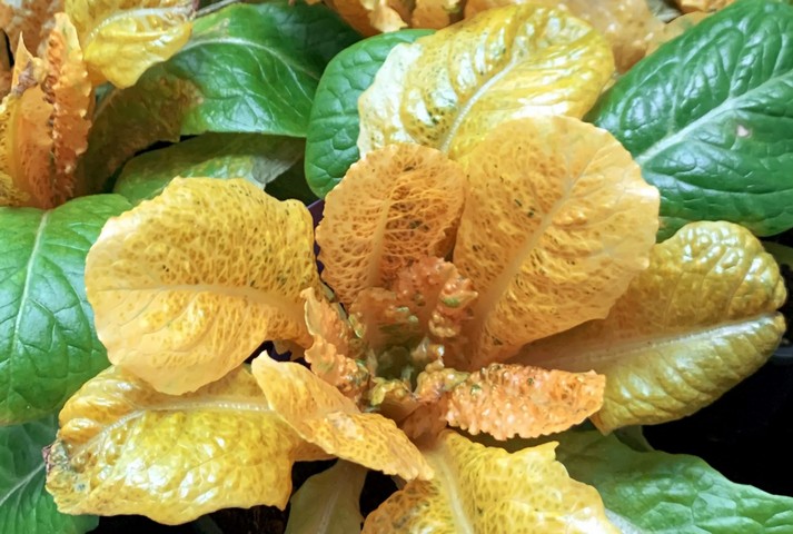 золотой салат золотой салат