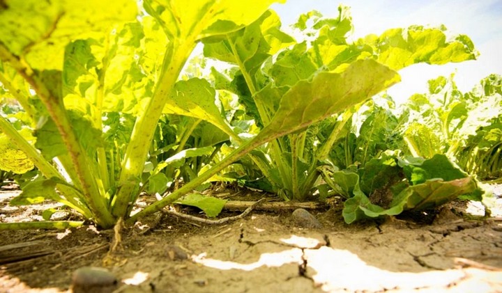 салат салат