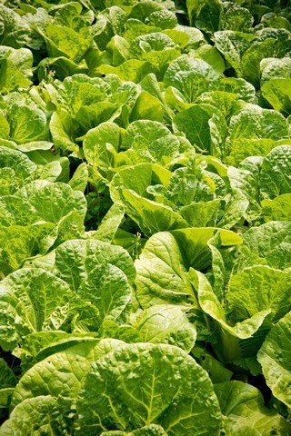 салат салат