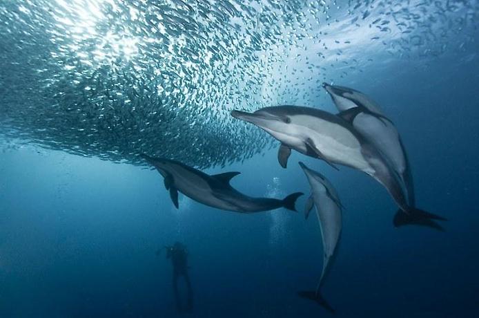 Сардины, дельфины и водолазег