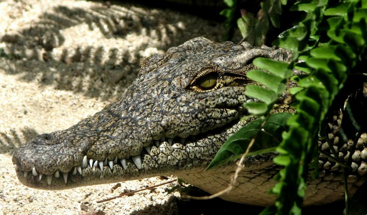 крокодил