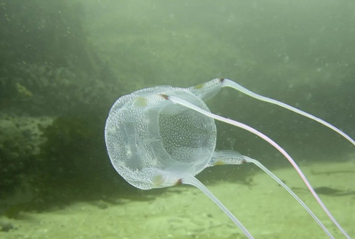 кубомедуза