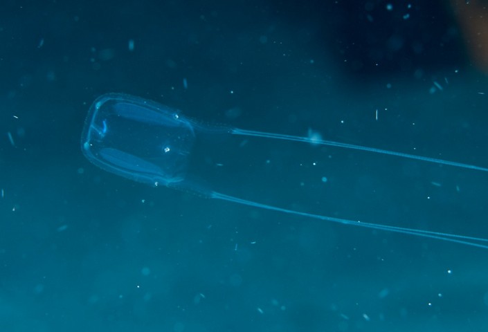 кубомедуза