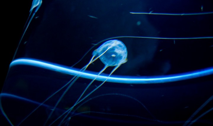 ядовитая медуза