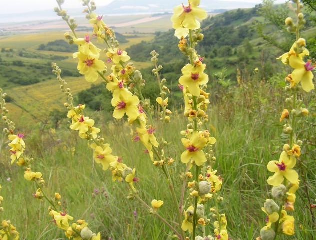 вербаскум вербаскум