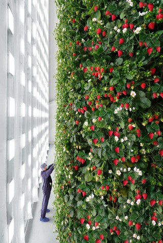 вертикальная ферма