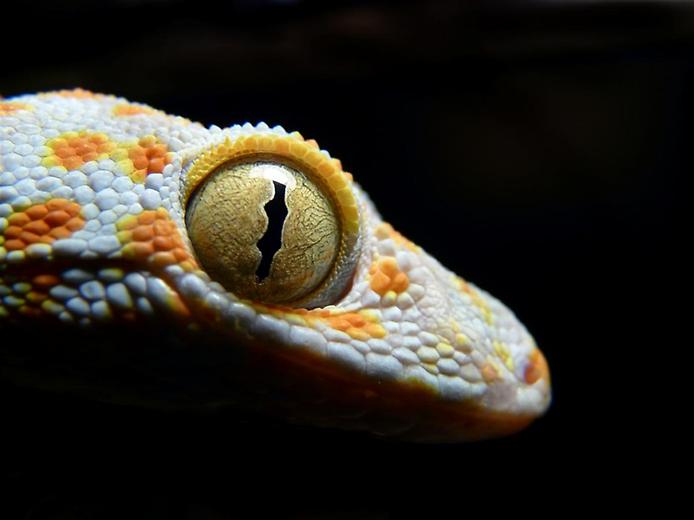 Самые красивые гекконы в мире