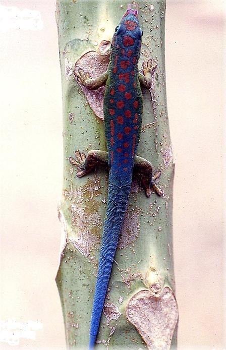 Синехвостый геккон